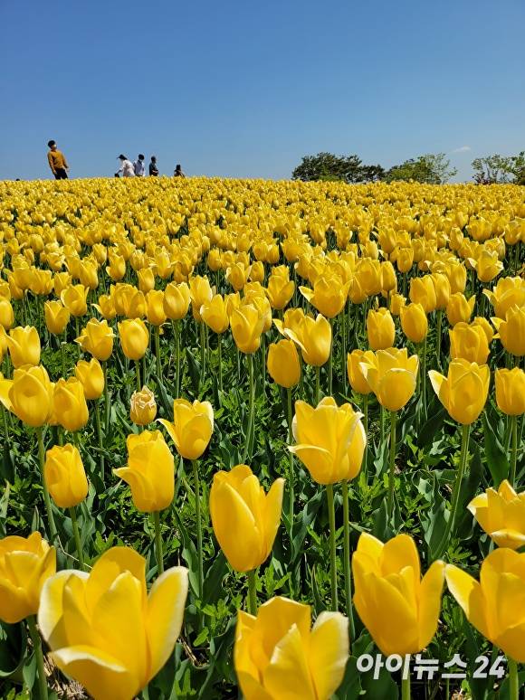 평택 대표 꽃축제 '2024 평택 꽃나들이' 축제 모습. [사진=임정규 기자]
