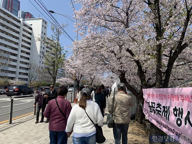 여의도 봄꽃 축제/사진=유지희 기자