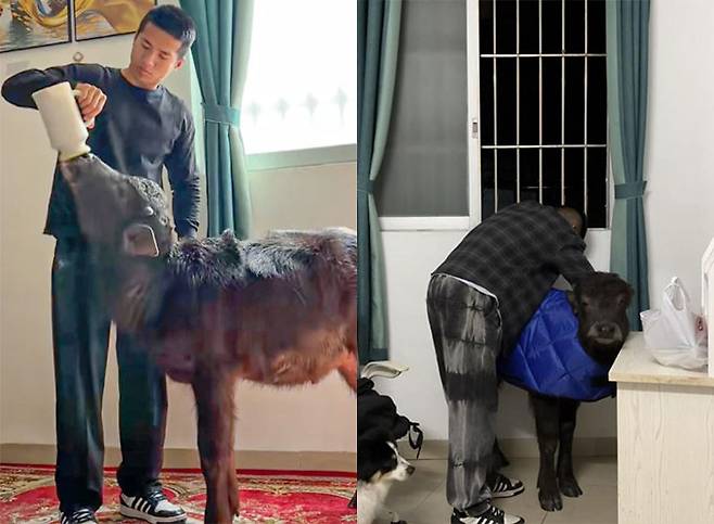 중국의 한 임대 주택에서 물소를 키우는 권투 선수 출신 30세 남성 천모씨의 이야기가 현지에서 큰 관심을 받았다. /사진=더우인(@牛魔王?)