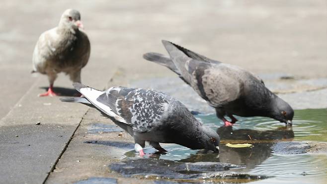 스페인 마드리드 한 중식당에서 비둘기를 잡은 뒤 오리고기로 둔갑시켜 판매하다가 당국에 적발됐다. 사진은 비둘기 참고 이미지로 기사 내용과 직접적 관련 없음. /사진=뉴스1