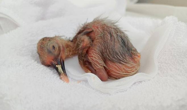 [창녕=뉴시스] 올해 첫 부화한 새끼 따오기. (사진=창녕군 제공) 2025.04.10. photo@newsis.com *재판매 및 DB 금지