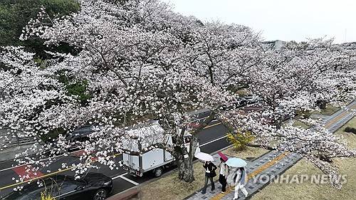 비 내리는 제주 벚꽃길 [연합뉴스 제공]