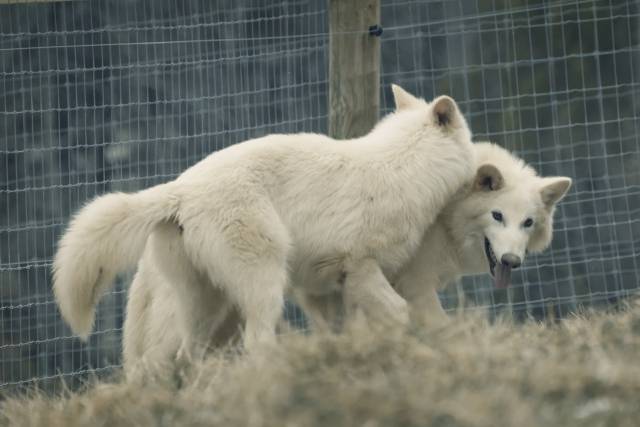 미국의 생명공학 회사 콜로설 바이오사이언스가 1만3000년 전 멸종한 다이어울프의 화석에서 추출한 DNA로 탄생시킨 새끼 늑대 로물루스와 레무스의 생후 5개월 모습. 사진=콜로설 바이오사이언스 유튜브 캡처