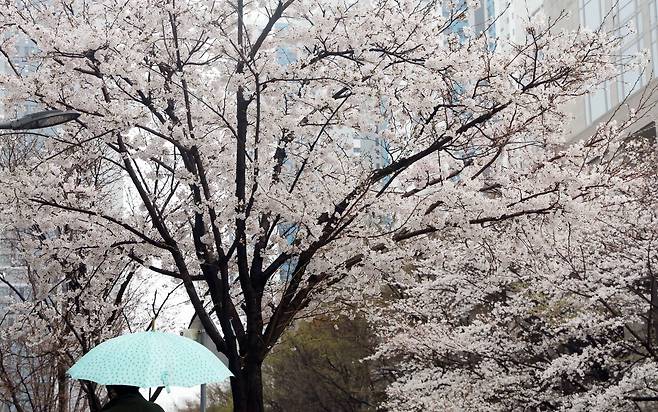 봄비가 내린 지난달 27일 부산 연제구의 한 거리에서 우산을 쓴 시민들이 활짝 핀 벚꽃나무 아래를 지나가고 있다. /뉴시스