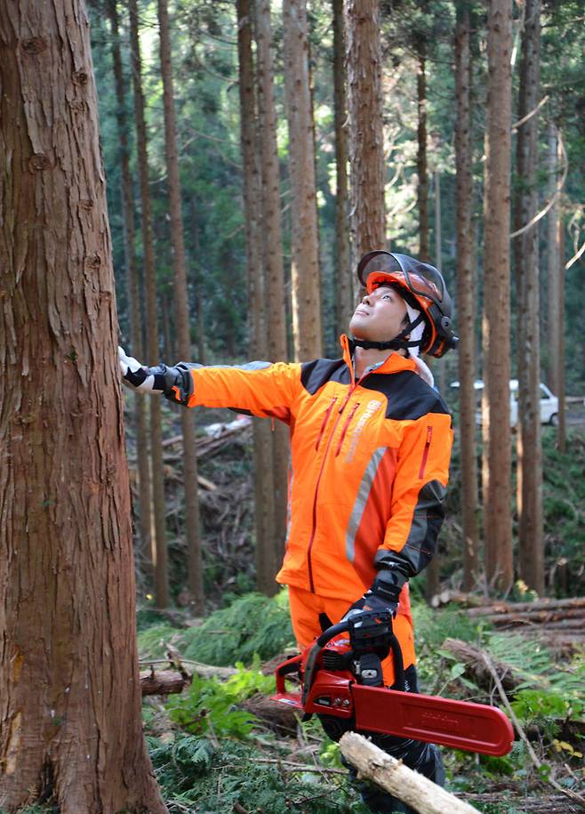 일본 중부 오키야마현 마니와시의 울창한 숲에서 벌목 작업자가 나무 상태를 살피고 있다. 마니와시는 최근 폐목재를 활용한 바이오매스 발전으로 산림 순환 경제의 새로운 모델로 주목받고 있다. 마니와시 제공