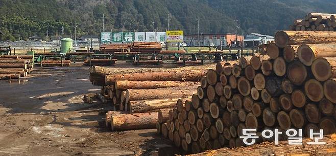 일본 오키야마현 마니와시에 있는 메이켄공업 목재 적재소에 나무들이 쌓여 있다. 이 나무들을 가공하고 남은 폐목재는 바이오매스 발전소의 연료로 사용된다. 마니와=황인찬 특파원 hic@donga.com