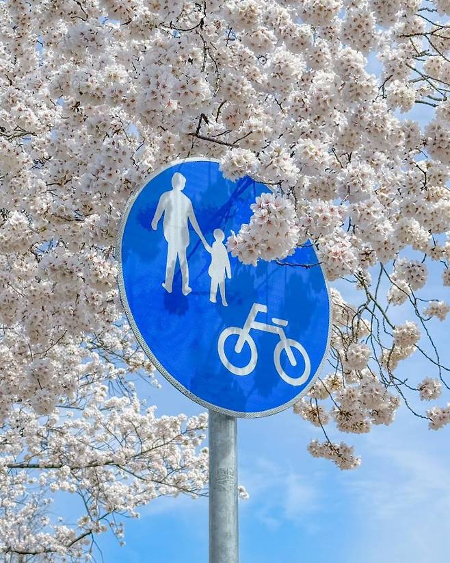 1000009787.jpg 현재 경주 벚꽃 근황