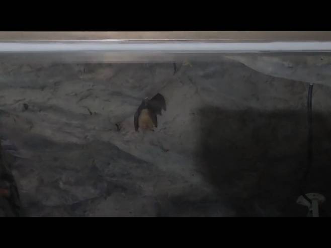 지난 8일 천곡황금박쥐동굴에서 발견된 황금박쥐. 동해시 제공