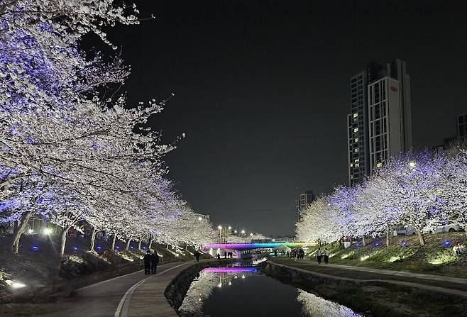 천안시는 원성천과 천안천 산책로에 야간 '벚꽃 조명'을 설치해 가동했다. ⓒ천안시