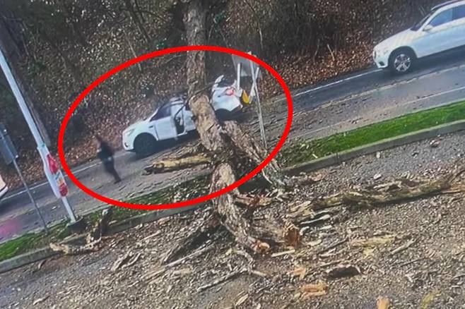 지난 7일(현지 시각) 미국 펜실베이니아주에서 거대한 나무가 도로 위 차량을 덮치는 사고가 발생했다. 사진= 카르고 주유소/CBS 뉴스 캡처