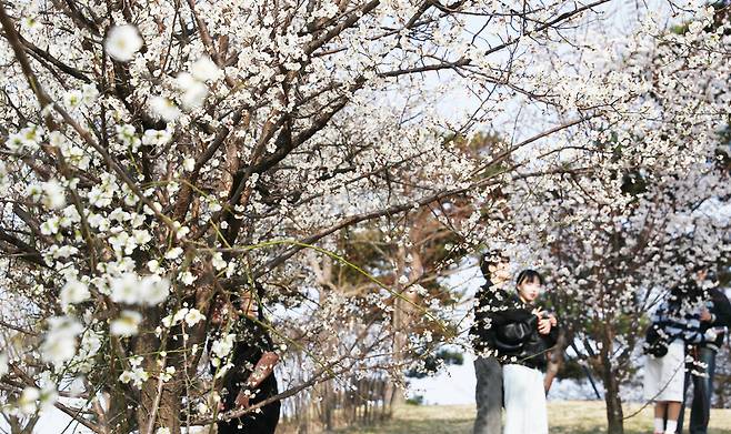 화홍문에서 창룡문 방향 성곽에 오르면 활짝 핀 벚꽃을 만난다. 사진 찍는 커플들 모습에서 싱그러운 봄을 확인한다. 박미향 기자