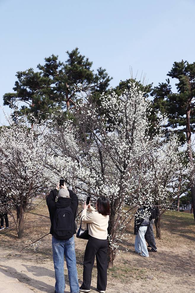 화홍문에서 창룡문 방향 성곽에 오르면 활짝 핀 꽃을 만난다. 사진 찍는 커플들 모습에서 싱그러운 봄을 확인한다. 박미향 기자
