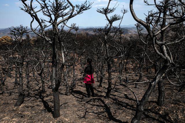 안동 일직면 평팔리의 조경수 재배 농민 조현정씨가 폐허로 변한 농원에 서 있다. 조씨는 "1986년부터 남편과 둘이서 자식 키우듯 가꿔온 농원 1만5,000평이 완전히 다 타버렸다"면서 "작년 10월 간암으로 떠난 남편의 손길이 고스란히 남아 있는 공간을 지키지 못했다는 생각에 마음이 너무 아프다"라고 말했다.