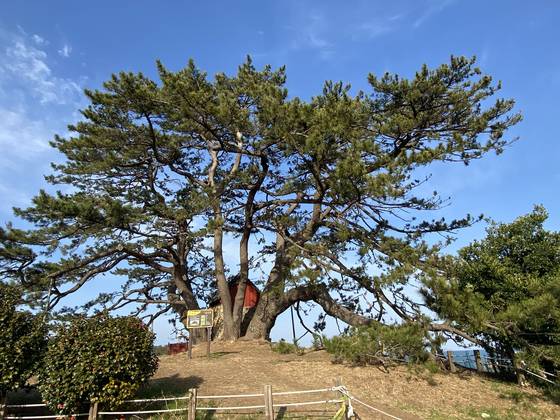 부산 기장군 곰솔. 일본 학자들도 아름다움에 반했다고 전해진다. 사진 산림청