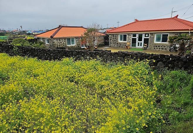 해녀의 고장 하도리에 위치한 70년 돌담집 / 사진=에어비앤비