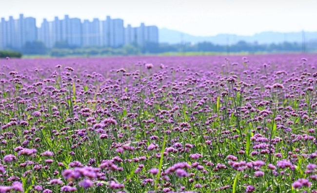 버들마편초 자료 사진.