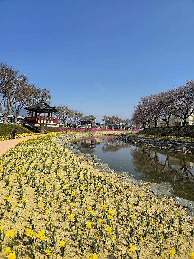 양지천 산책로 수선화와 꽃잔디.