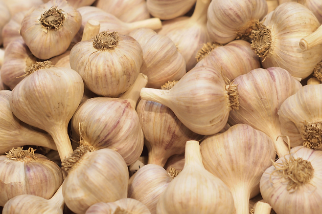 통마늘