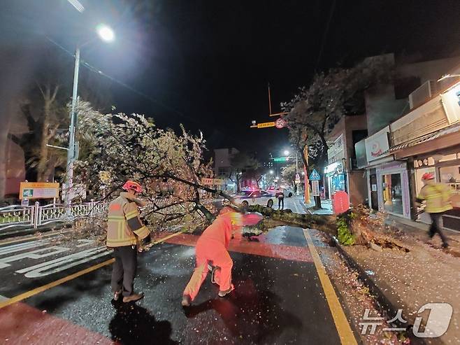 제주에서 강풍에 쓰러진 가로수.(제주도 소방안전본부 제공, 재판매 및 DB 금지)뉴스1