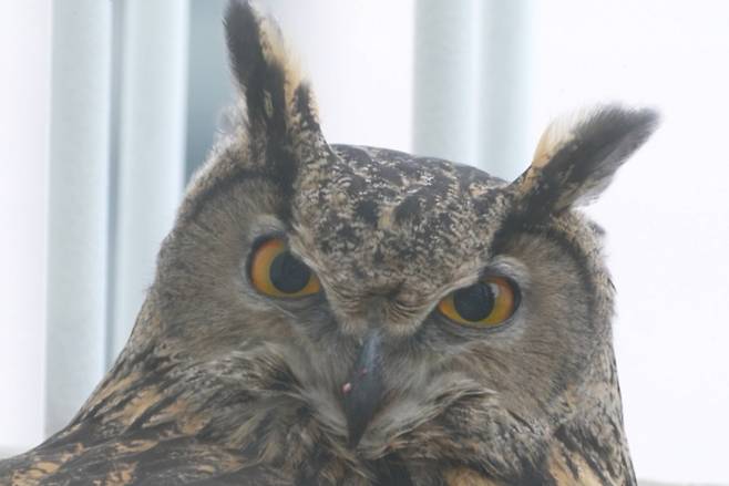 ‘TV 동물농장’ SBS