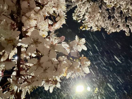 12일 저녁 서울 종로구의 한 거리에 벚꽃 위로 눈이 내리고 있다. 연합뉴스