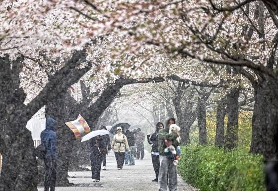 People walk along the cherry blossom road in Yeongdeungpo District, western Seoul, on April 13. [JOONGANG ILBO]