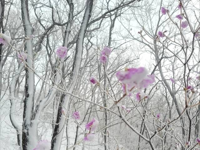 양평 용문산 ‘진달래 위에 핀 눈꽃’. 독자 제공