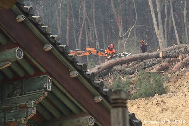 (안동=뉴스1) 공정식 기자 = 26일 오후 경북 안동시 서후면 봉정사 뒤 소나무 숲에서 안동시와 산림청이 산불 확산을 막기 위해 빼곡한 소나무를 벌목하고 있다. 유네스코 세계유산 지정 사찰인 봉정사는 국가지정문화재 등 다양한 문화유산을 소장하고 있으며, 1999년 4월 엘리자베스 2세 영국 여왕이 방문해 한국의 봄을 맞이하기도 했다. 2025.3.26/뉴스1 Copyright (C) 뉴스1. All rights reserved. 무단 전재 및 재배포, AI학습 이용 금지. /사진=(안동=뉴스1) 공정식 기자