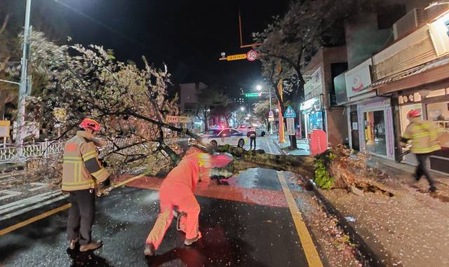 강풍이 분 제주에서 가로수가 무너져 소방대원들이 안전조치를 하고 있다. 제주도소방안전본부