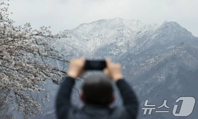 13일 경남 함양군 서상면에서 한 관광객이 벚꽃과 눈 내린 남덕유산을 폰으로 찍고 있다. (함양군 제공. 재판매 및 DB 금지) 2025.4.13/뉴스1