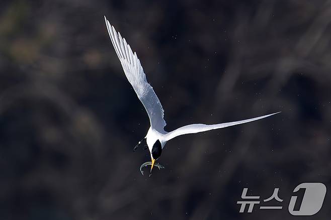 지난 11일 전남 고창군 구시포 해안에서 멸종위기 1급인 뿔제비갈매기가 먹이를 낚아채 날고 있다. (생태사진가 강훈구 씨 제공, 제판매 및 DB금지) 2025.4.13/뉴스1