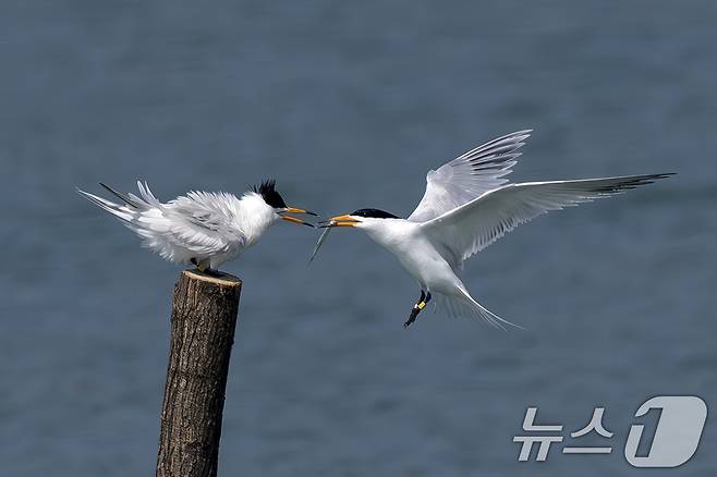 멸종위기 1급인 뿔제비갈매기가 지난 11일 오후 전남 고창군 구시포 해안에서 카메라에 포착됐다. 수컷이 사냥한 먹이를 암컷에게 전달하고 있다.  (생태사진가 강훈구 씨 제공, 제판매 및 DB금지) 2025.4.13/뉴스1
