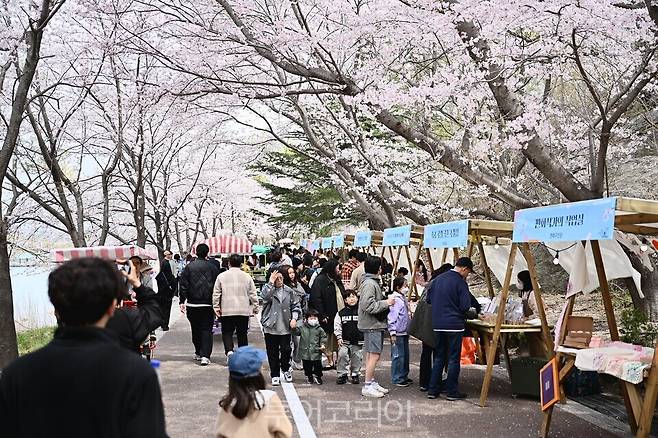 영랑호 벚꽃축제 전경 /사진=속초시