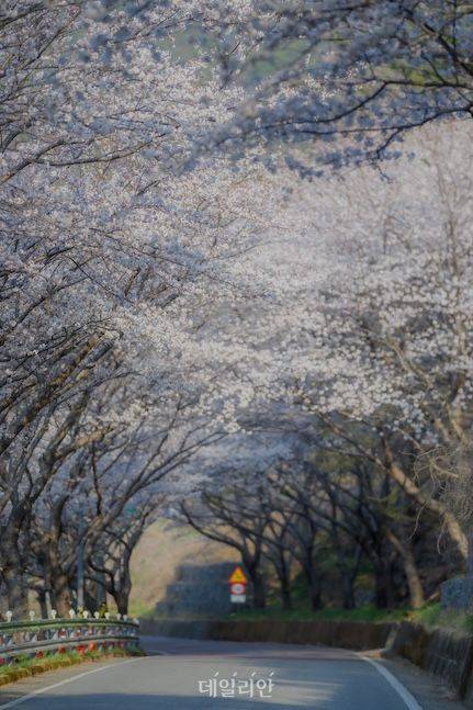 다랭이마을로 가는 길은 아름다운 벚꽃 터널로 유명하다. 해안도로를 따라 감상하는 벚꽃은 또 다른 매력을 발산한다. ⓒ데일리안 배군득 기자