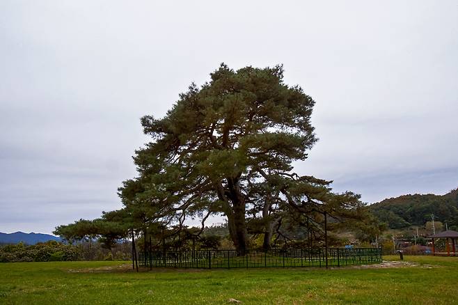 상주 상현리 반송