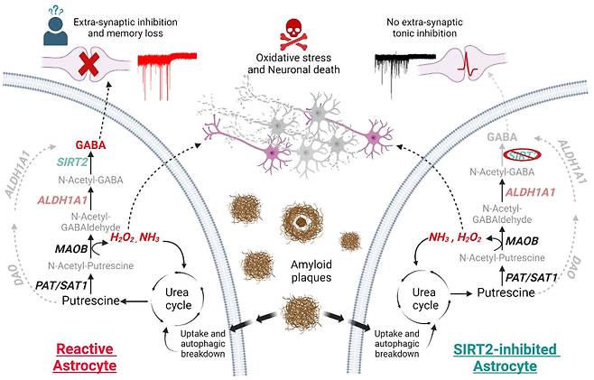 알츠하이머에서 반응성 별세포의 가바(GABA)·과산화수소 생성 경로와 SIRT2 억제 효과. 알츠하이머에서는 반응성 별세포가 자가포식 작용을 통해 아밀로이드 베타 플라크를 제거하고, 이 과정에서 요소회로가 활성화된다. 활성화된 회로는 푸트레신을 거쳐 억제성 신경전달물질 GABA와 활성산소인 과산화수소를 생성한다. 이 두 물질은 각각 신경 신호를 억제하고 신경세포를 손상시켜, 기억력 저하와 신경세포 사멸로 이어질 수 있다(왼쪽). GABA 생성 경로의 마지막 단계를 담당하는 효소 SIRT2를 억제함으로써 GABA 생성을 줄이고, 기억력 저하를 완화할 수 있음을 확인했다. 단기 기억력 회복에는 효과가 있었지만, 과산화수소는 여전히 생성되므로 신경세포 손상은 계속될 수 있다(오른쪽). IBS