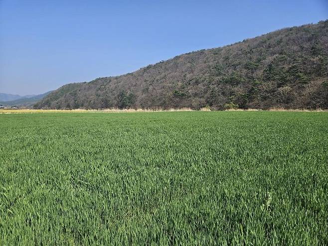 [보령=뉴시스] 보령시 웅천읍 노천리 웅천천 고수부지 청보리꽃. (사진=보령시청 제공 *재판매 및 DB 금지