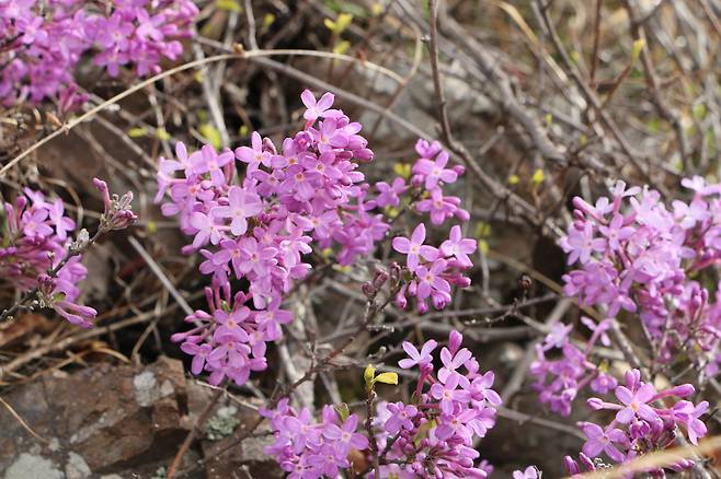 4월 중순 부안 변산반도에서 만난 팥꽃나무.