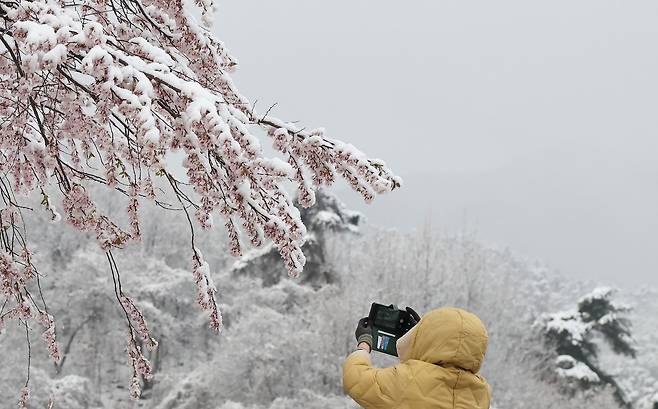 지난 14일 경남 함양군 백전면의 벚나무에 밤새 내린 눈이 하얗게 쌓여있다./연합뉴스