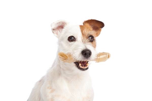 반려동물이 눈물을 흘리는 것은 감정 표현이라 보기 어렵다./사진=클립아트코리아