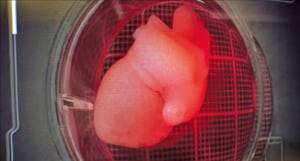 14일 일본 오사카·간사이 엑스포 파소나관에 유도만능줄기세포로 키운 ‘미니 심장’이 전시됐다. 사진은 미니 심장을 확대한 모습.   파소나 유튜브