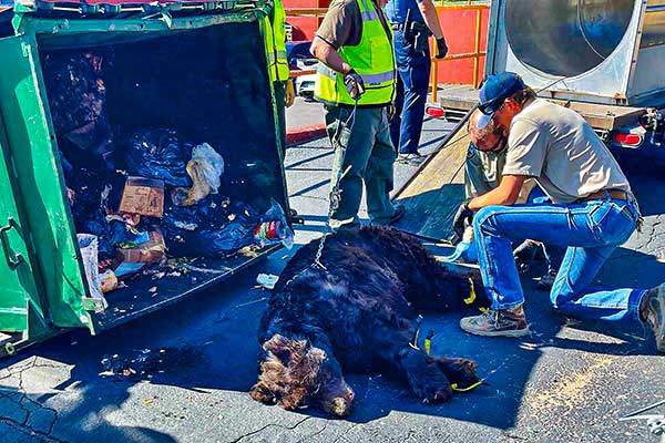 콜로라도주에서 곰이 쓰레기통에서 음식을 먹고 탈이 나 쓰러져 있다. 사진 콜로라도 공원야생동물국.