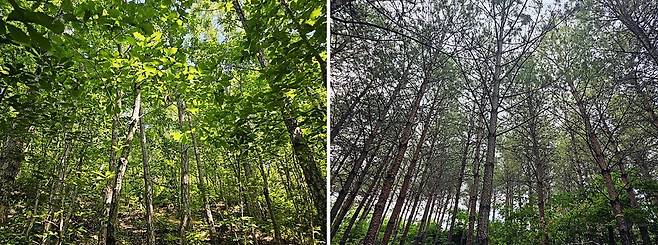 국립백두대간수목원 신갈-굴참나무림(왼쪽)과 검봉산 소나무림 [국립수목원 제공. 재판매 및 DB 금지]