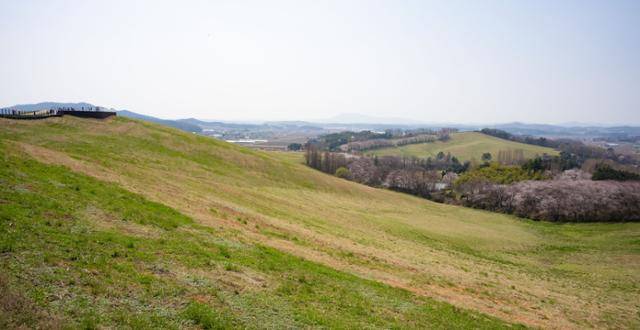 서산한우목장 웰빙산책로 아래로 펼쳐진 초원과 벚꽃의 모습.