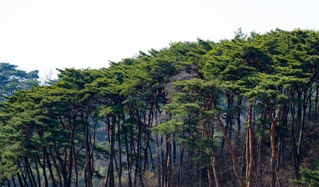 충남 서산시 용현리 야산에 곧게 뻗은 소나무 군락이 있다.