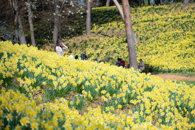 유기방가옥 수선화 언덕에 노란 수선화가 가득 피어 있다.