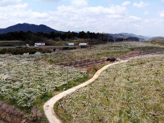 경북 상주시 사벌국면에 하얀 배꽃이 활짝 폈다. 천권필 기자