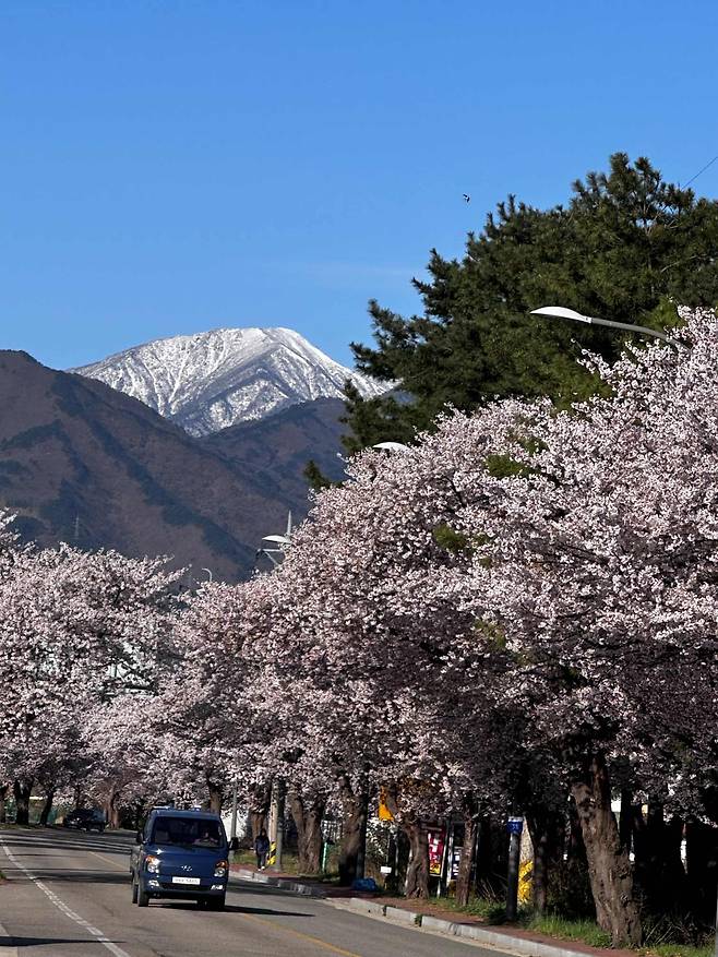 A view of the cherry blossoms in full bloom along the cherry tree-lined path in Seorak-dong, Sokcho, Gangwon Province. [OH KYUNG-AH]