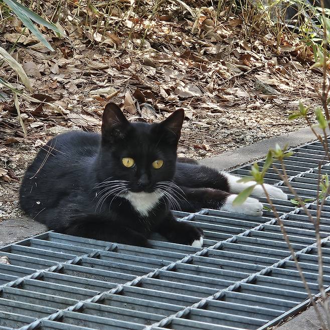 회사 근처에서 사는 턱시도 고양이