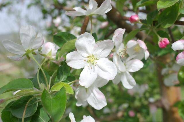 꽃사과 ‘골든벨’이 활짝 펴 있다. 농촌진흥청